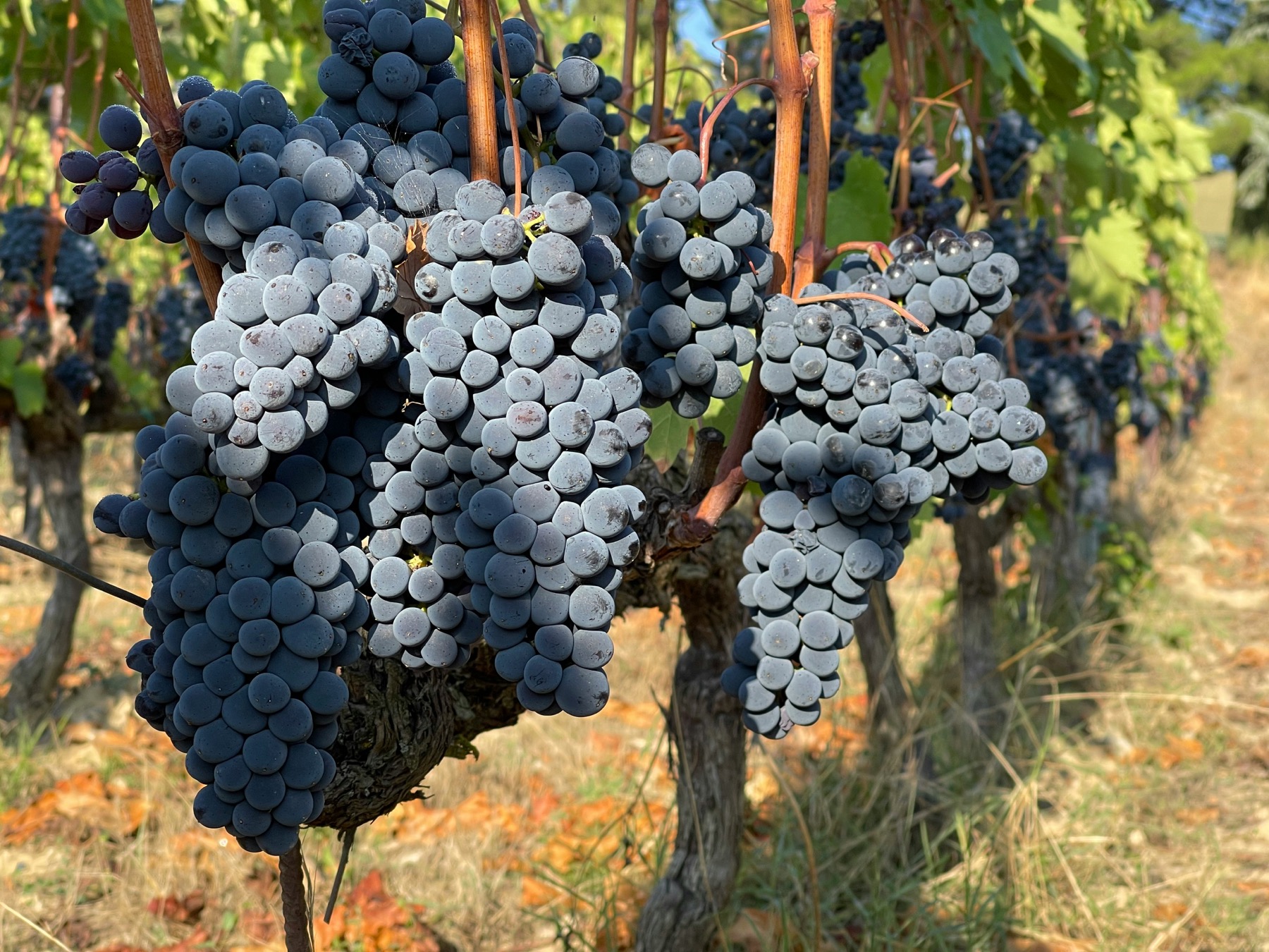Chianti hills
